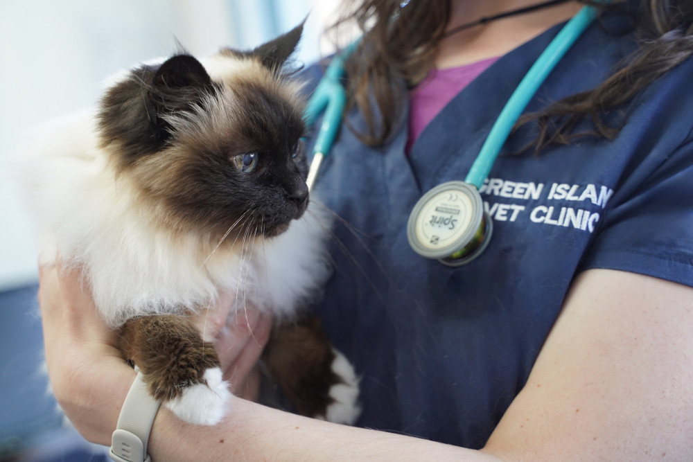 Cat Green Island Vet v2